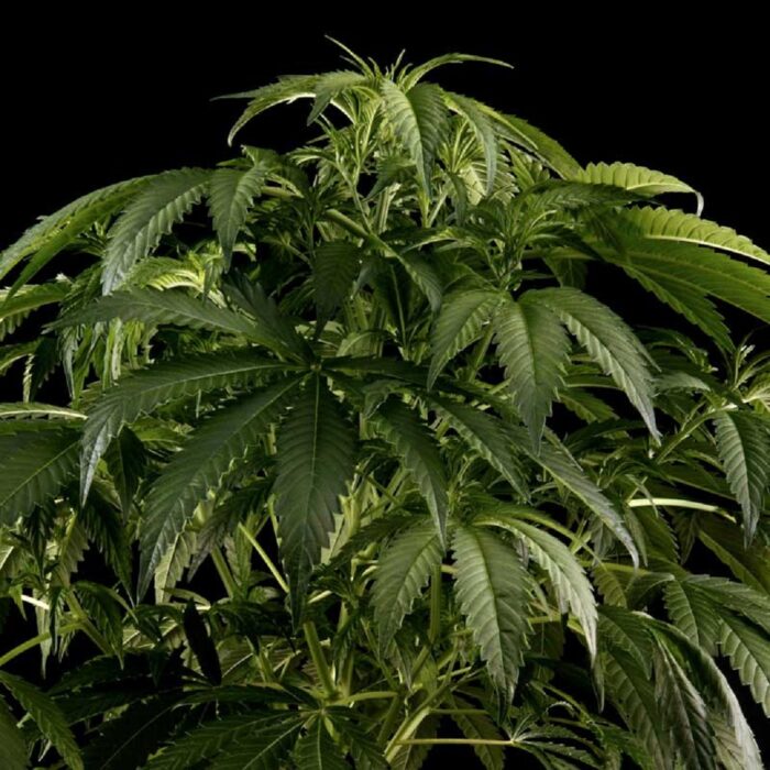 White Rhino