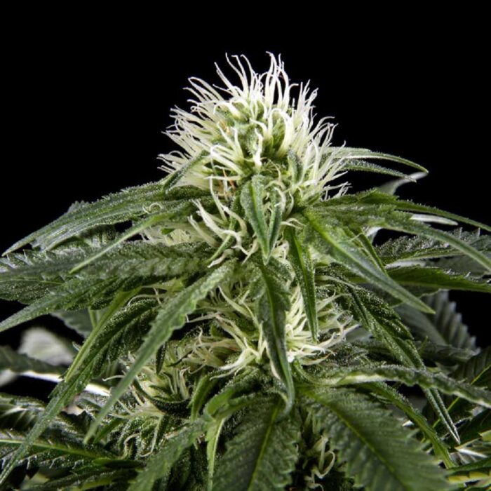 White Rhino