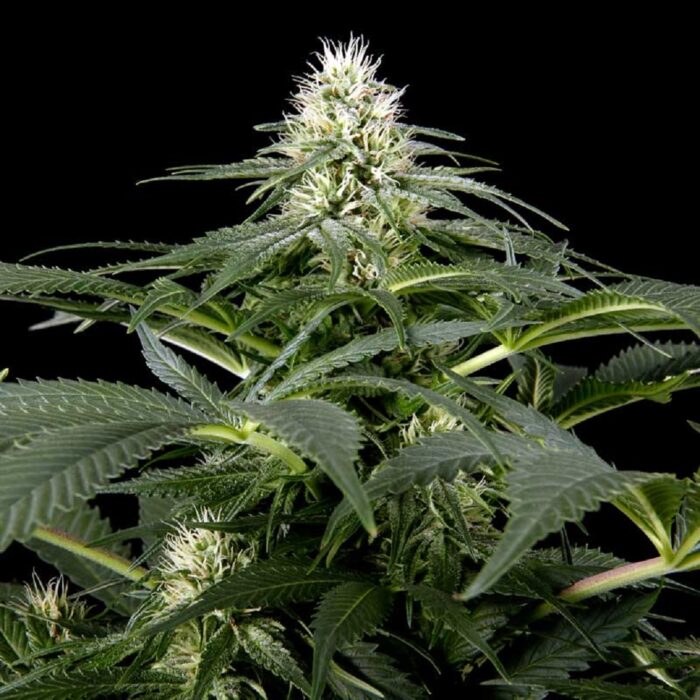 White Rhino