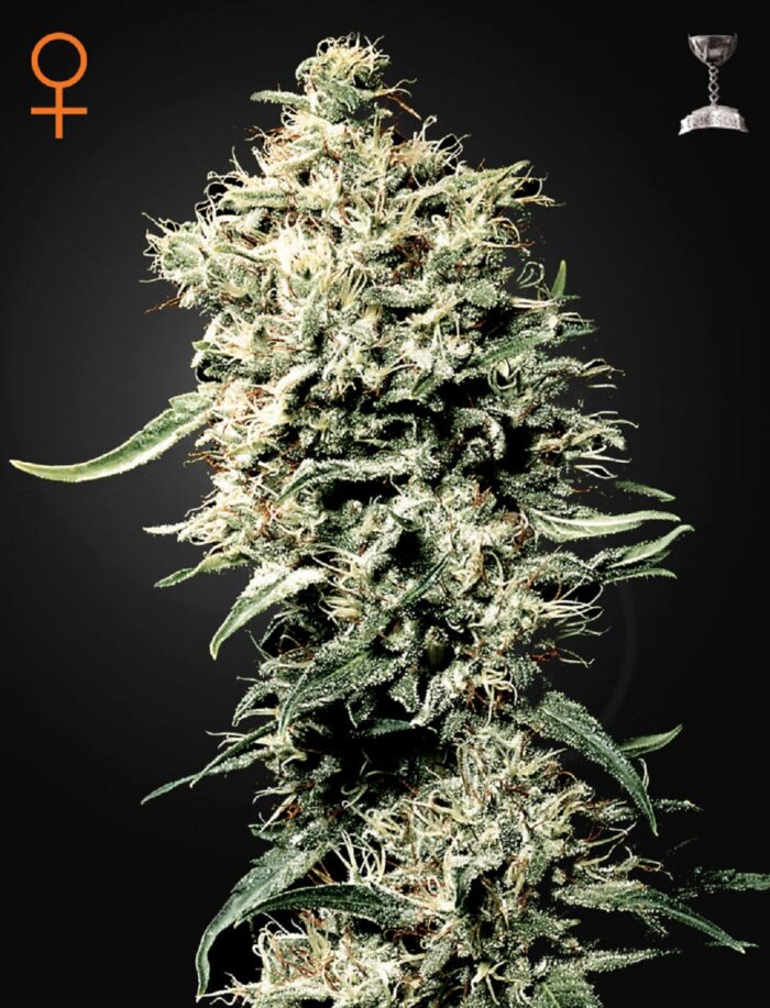 White Rhino