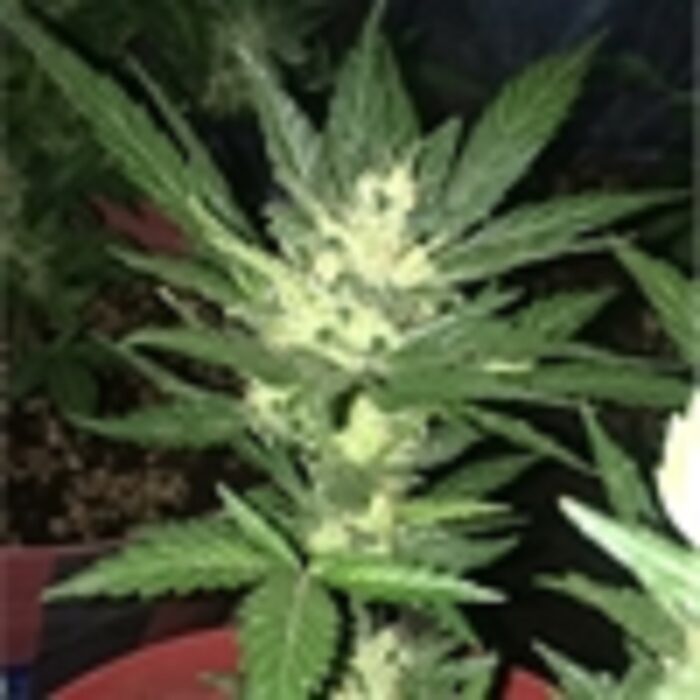 White Widow