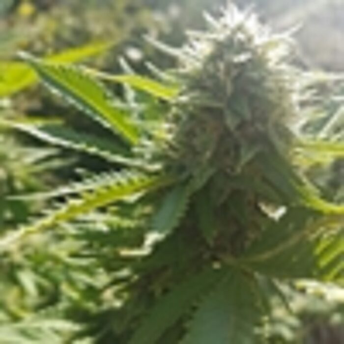 White Widow