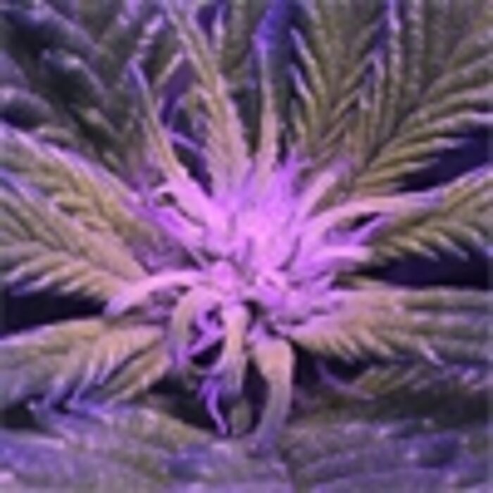 White Widow