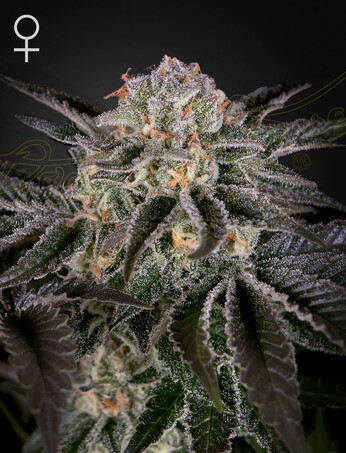 Wonder Pie