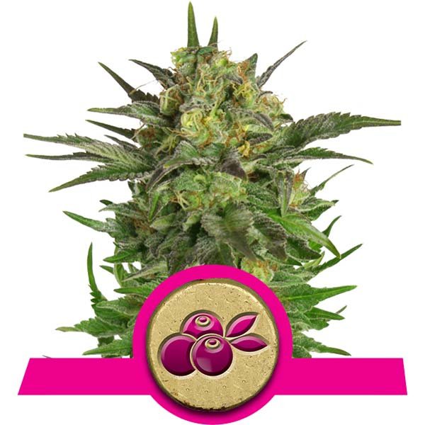 Haze Berry