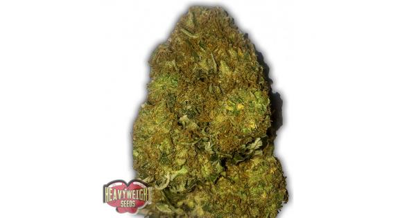 Skunky Monkey Auto