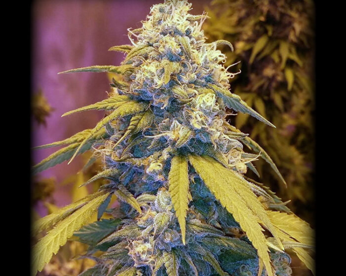 Strawberry Cake