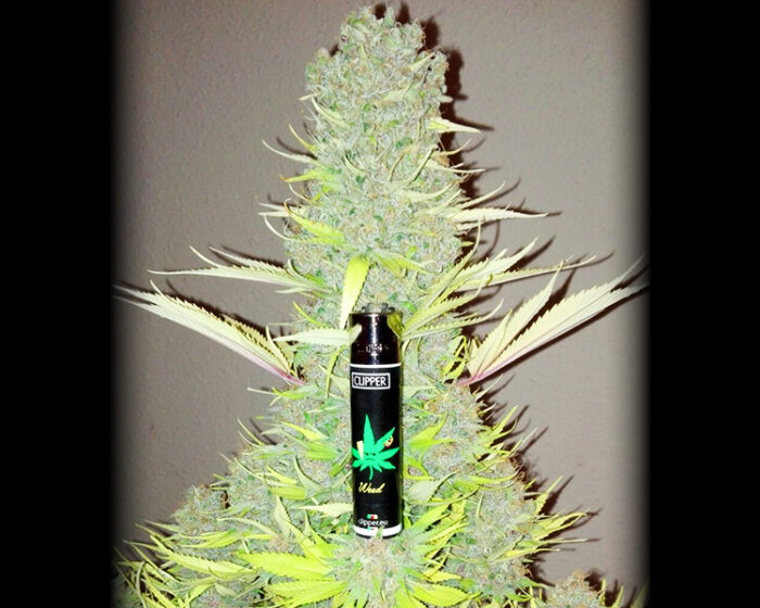 Budzilla