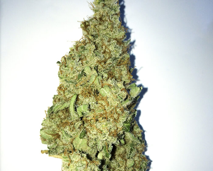 Budzilla
