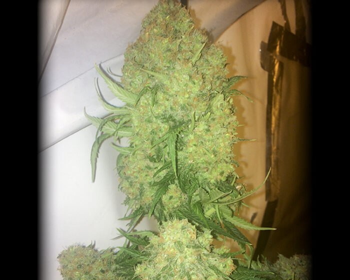 Budzilla