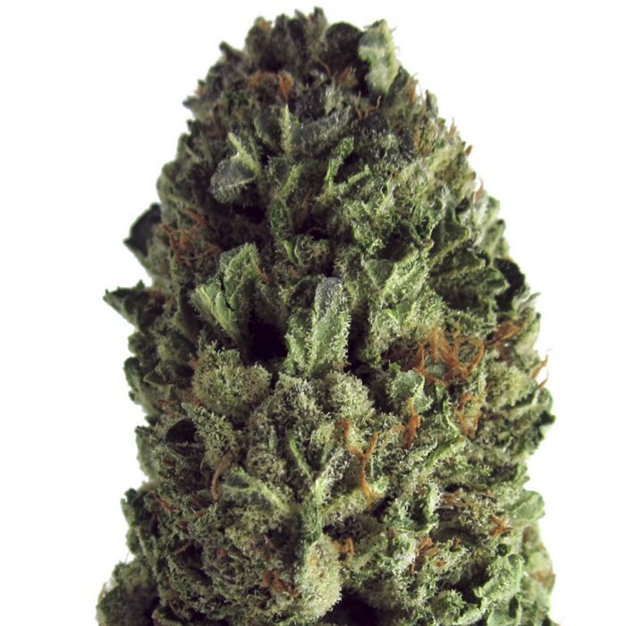 Budzilla