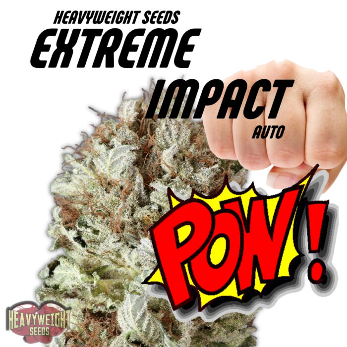 Extreme Impact Auto