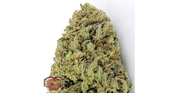 Fast&Vast Auto