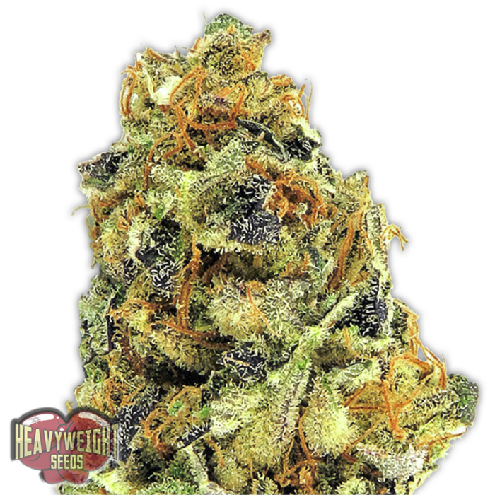 K.o Kush