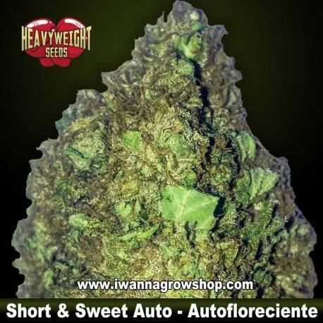 Short&Sweet Auto
