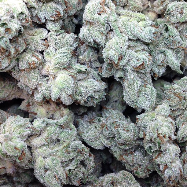 Turbo Bud Auto
