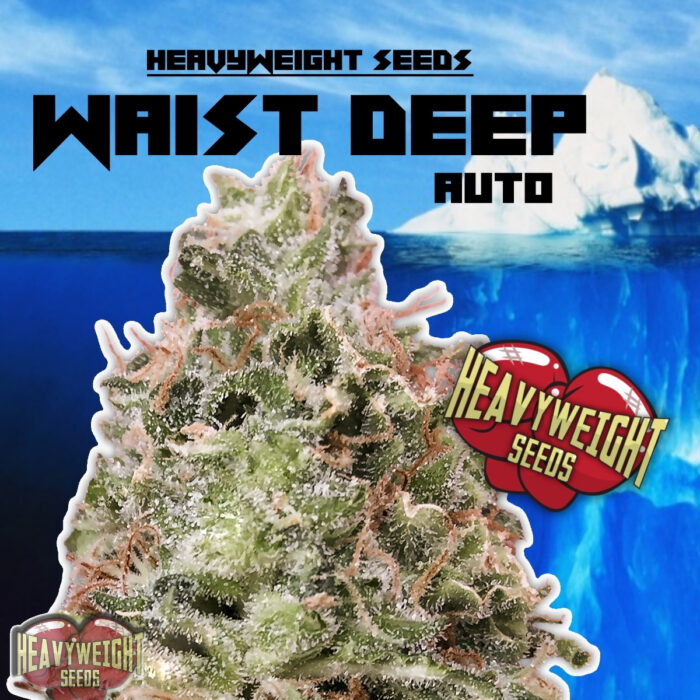Waist Deep Auto