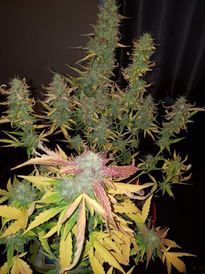 Wipeout Express Auto