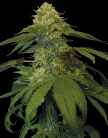 Holy Grail Kush