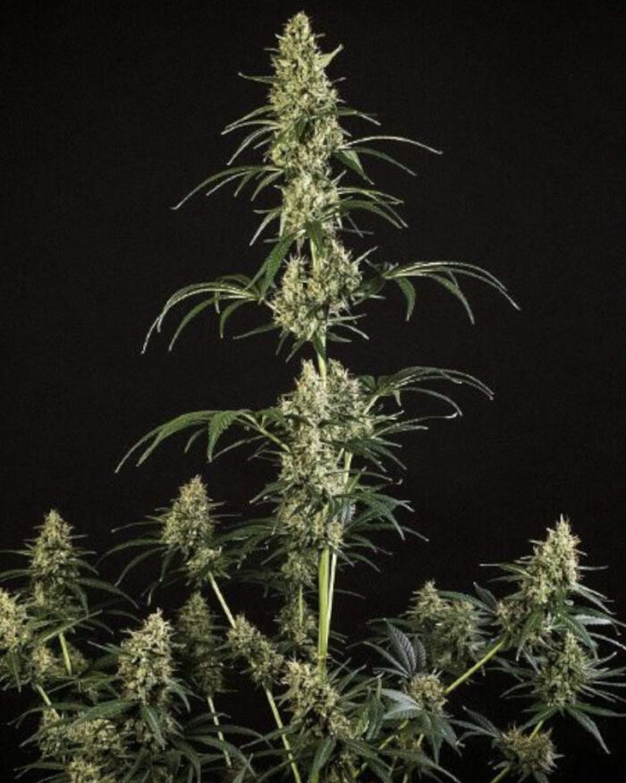 HulkBerry Automatic