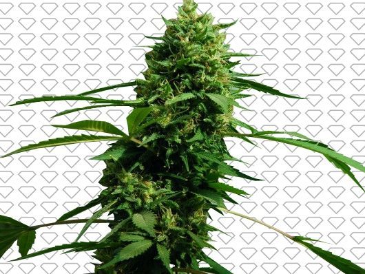 Black Jack Herer