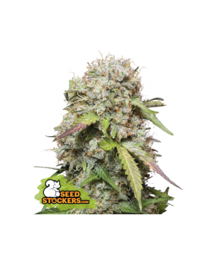 Jack Herer Auto