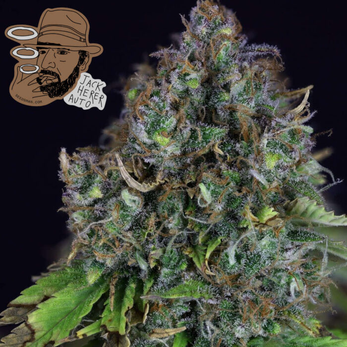 Jack Herer Auto