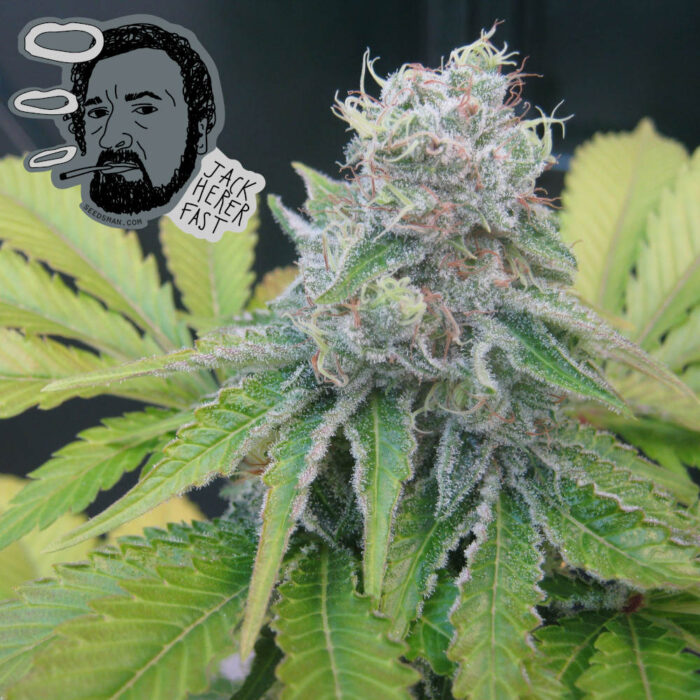 Jack Herer Fast