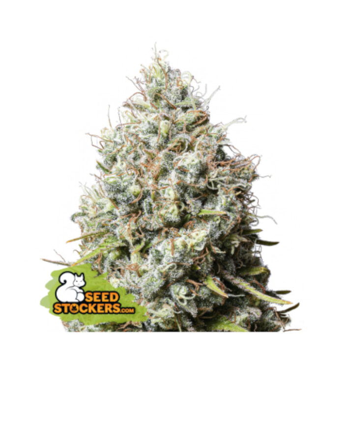 Jack Herer