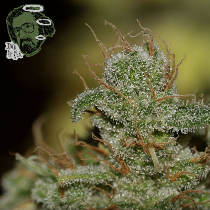 Jack Herer