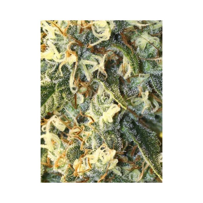 Jamaican Dream