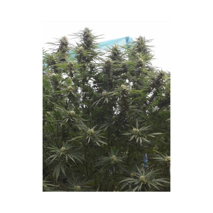 Jamaican Dream