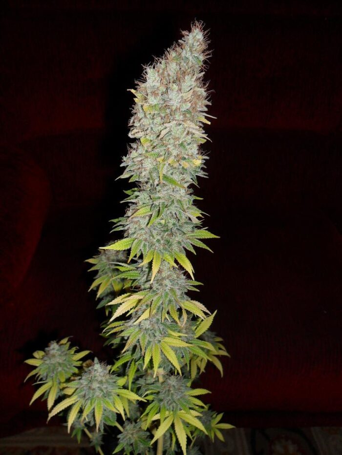 Jorge's Diamonds #1