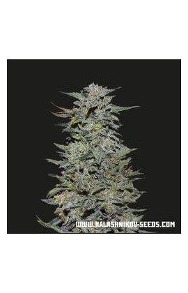 Boy Scout Cookies