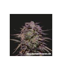 Purple Russian Express