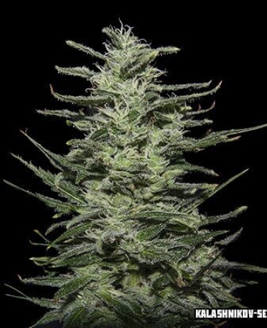 Amnesia Molotov