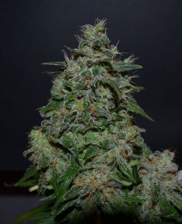 AK Kush Express