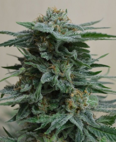 AK Kush