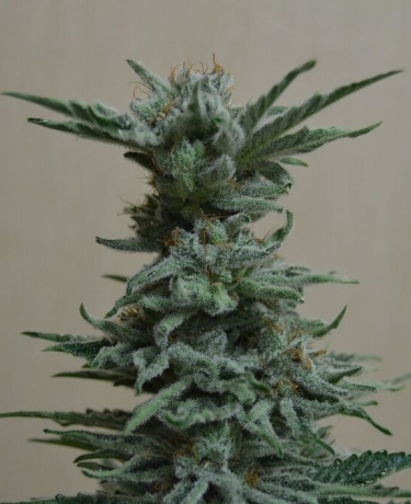 AK Skunk