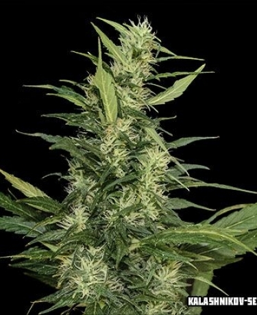 Amur Giant Auto