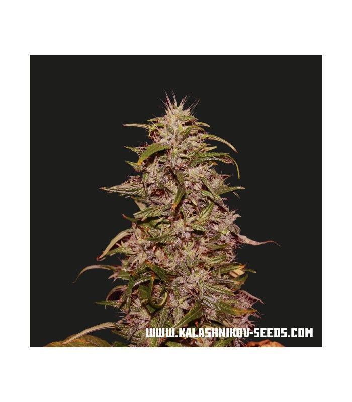 Big Altai Sativa Express