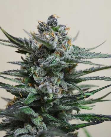 Blue Acid Auto