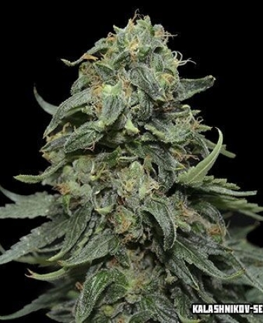 Kabul Express