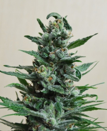 Moscow Blueberry Auto