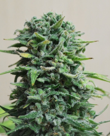 Siberian Haze Auto