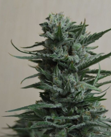 Siberian Haze