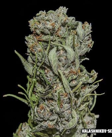 White Critical Express