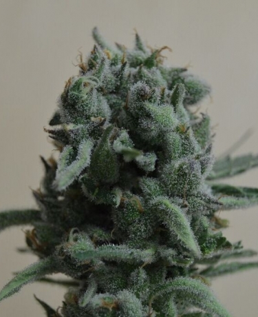 White Widow 47
