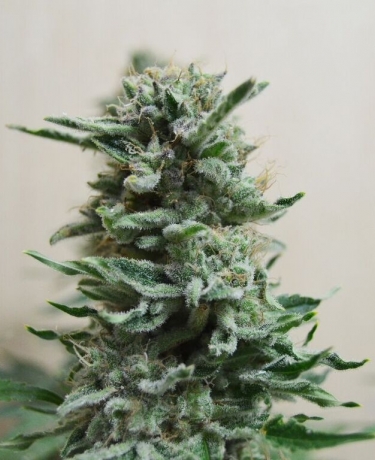 AK Skunk Auto