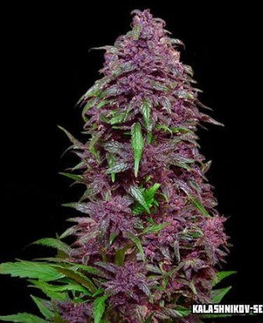 Purple Mazar Auto